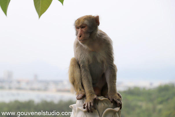 Mont des Singes - Da Nang 